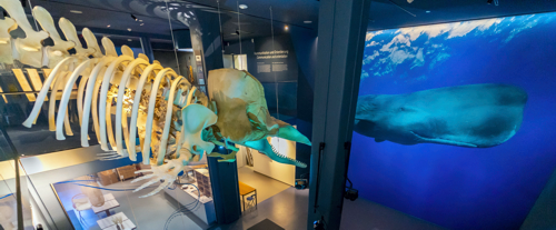 Walausstellung